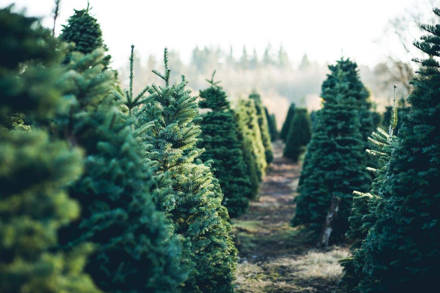 Best Local Tree Farms Danvers MA Ira Lexus of Danvers