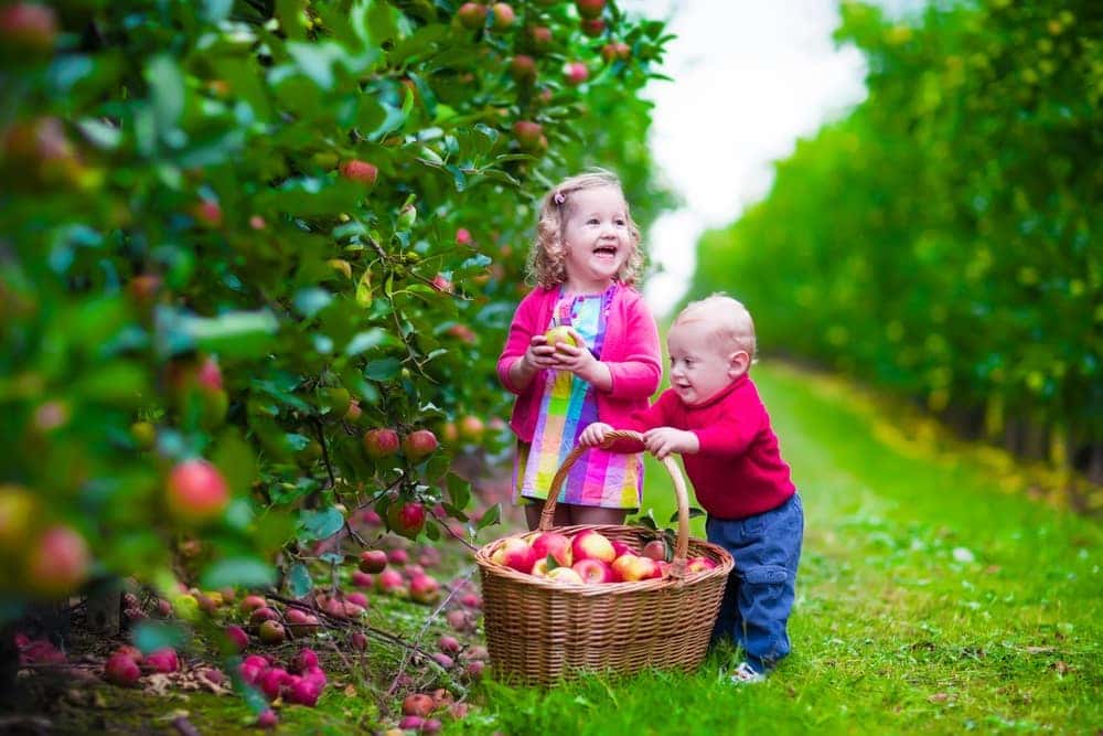 Apple picking