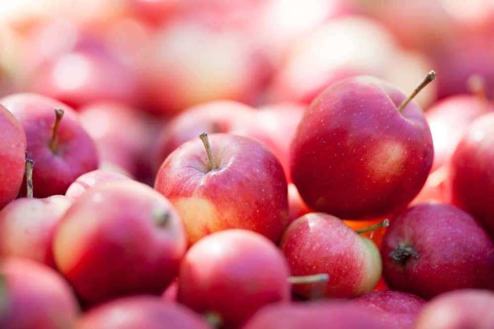Apple Picking