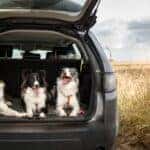 National Dog Month: The Ultimate Guide to Traveling with Your Dog