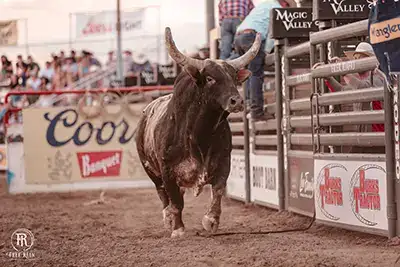 A PBR Bull headed toward the camera